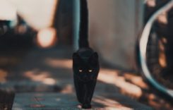 black-black-cat-blur-1510543